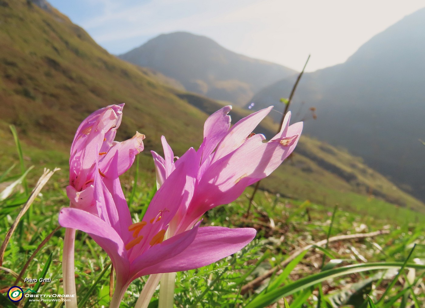 18 Colchicum autumnale (Colchico d'autunno) con vista verso lo Zucco degli Agnelli.JPG